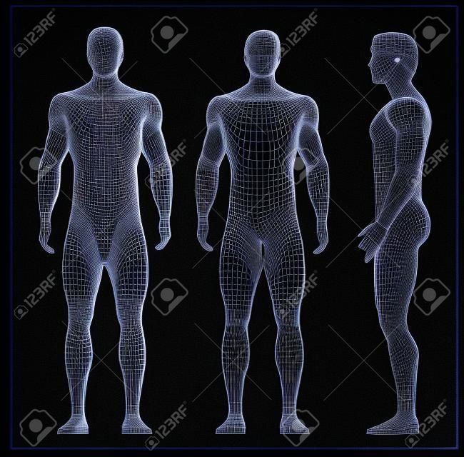 3d rendered wireframe illustration - male muscles 