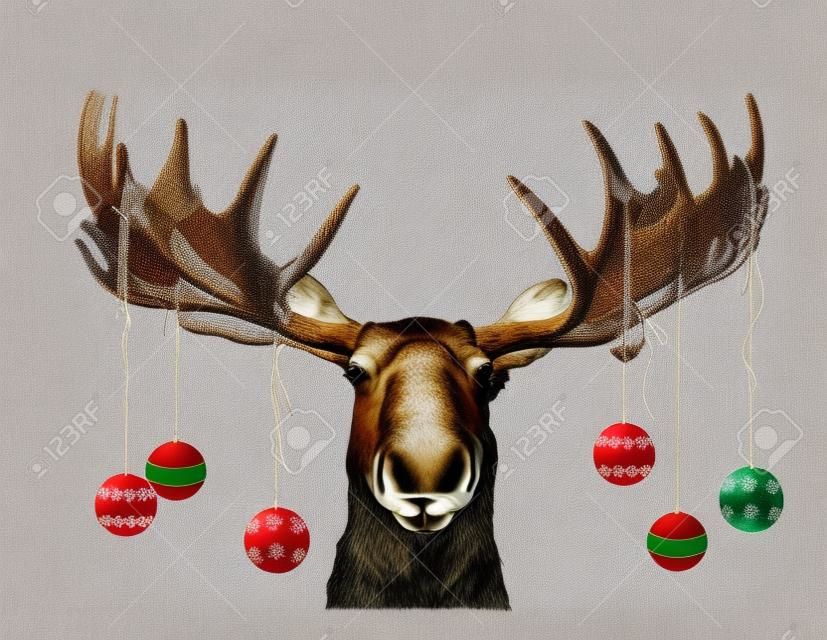 Funny Chrismas Moose scene or card with ornaments hanging from Antlers