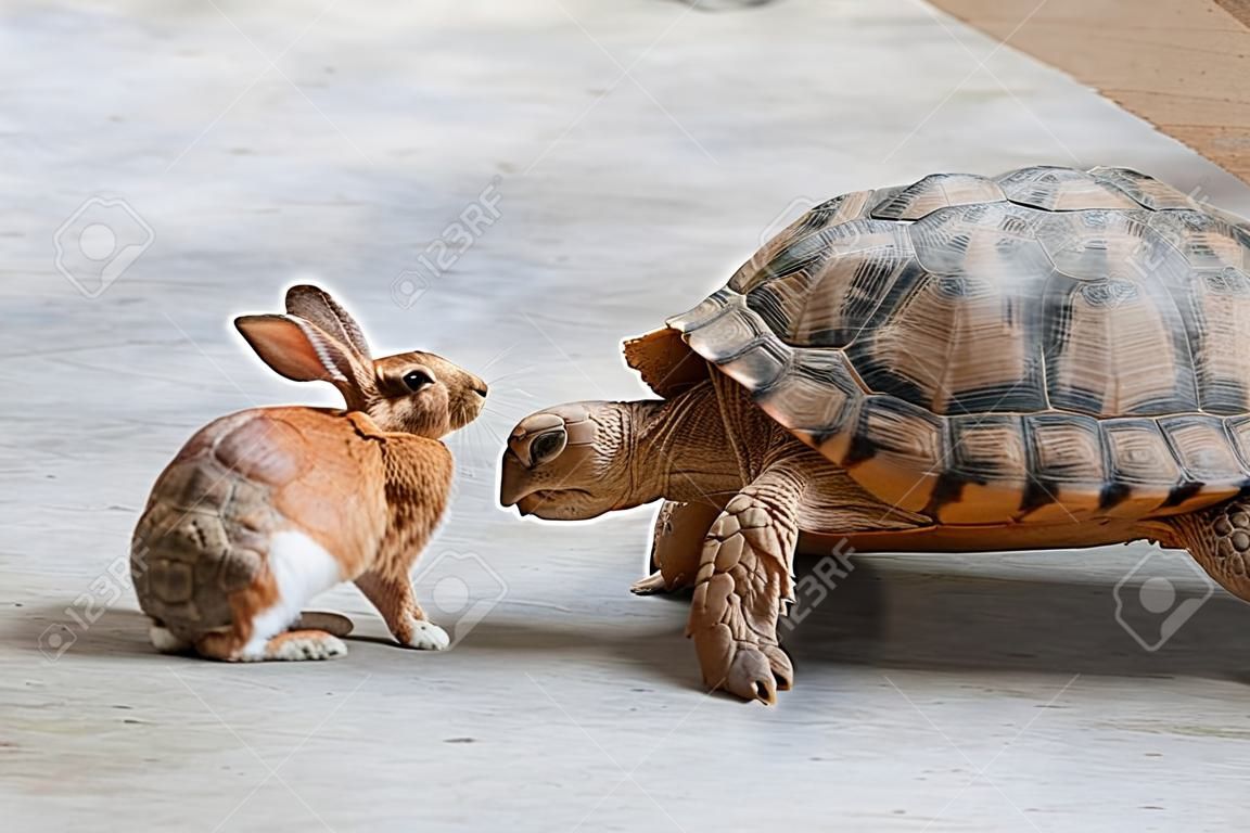 兔子和乌龟正在讨论比赛。