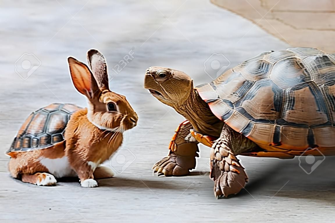 Kaninchen und Schildkröte diskutieren über den Wettbewerb.