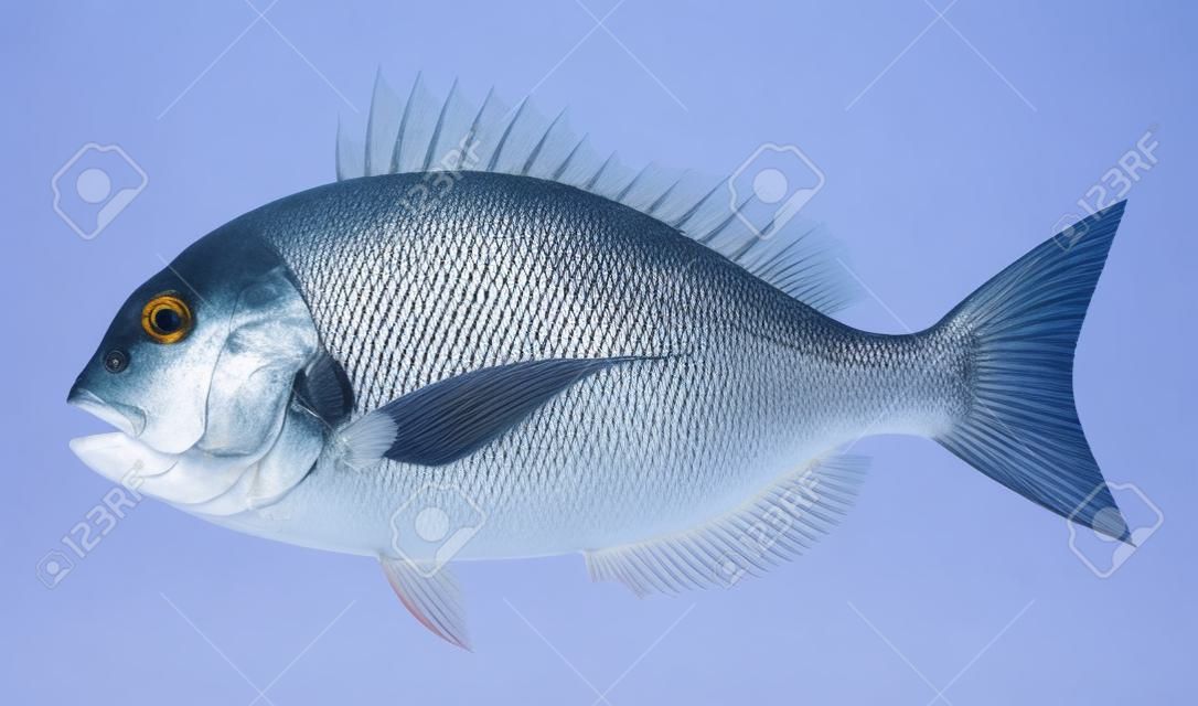 Red sea bream isolated on the white background.