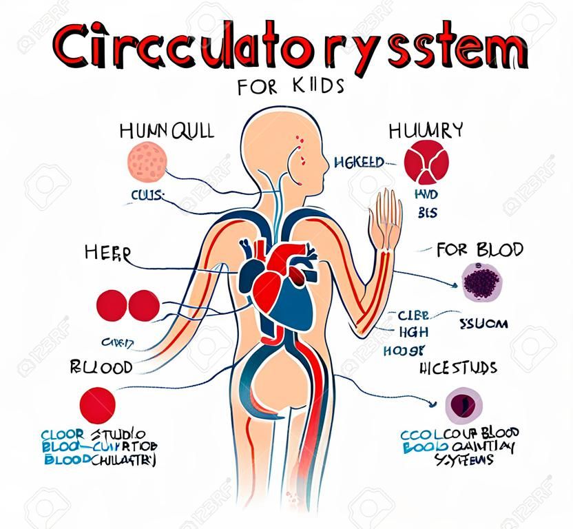Human circulatory system for kids. Vector color cartoon illustration. Human cardiovascular anatomy scheme. Types of blood cells. The structure of human heart