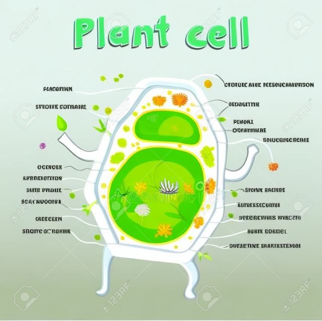 Cartoon Vektor-Illustration der Struktur der Pflanzenzelle. Illustration zeigt die Pflanzenzelle Anatomie
