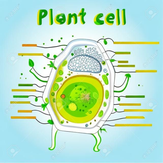 植物細胞結構的卡通矢量插圖。插圖示出了植物細胞解剖學