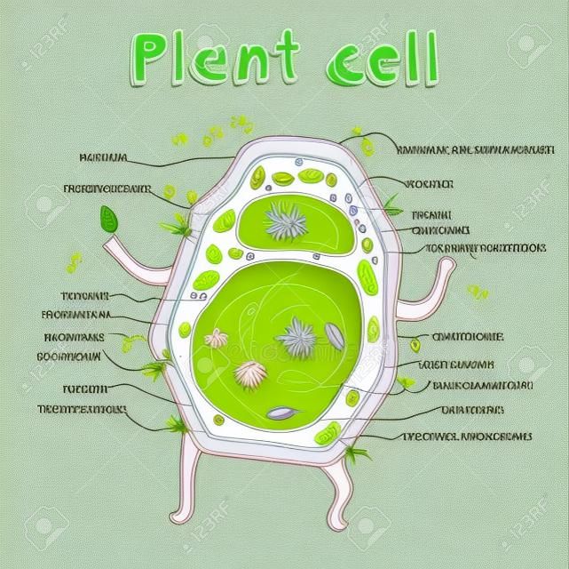 Cartoon vector illustration of structure of plant cell. Illustration showing the plant cell anatomy