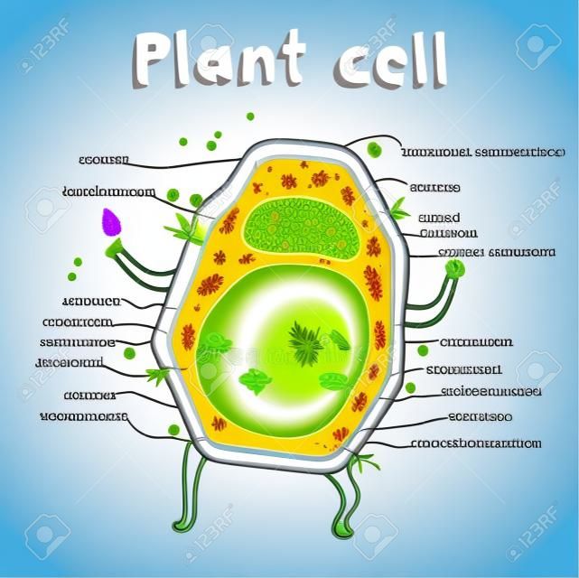 Cartoon ilustracji wektorowych struktury komórki roślinnej. Ilustracja przedstawiająca anatomię komórka roślinna