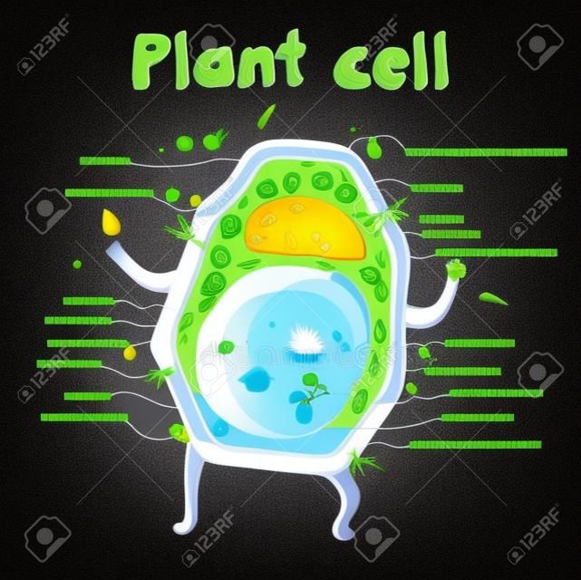 Cartoon ilustracji wektorowych struktury komórki roślinnej. Ilustracja przedstawiająca anatomię komórka roślinna