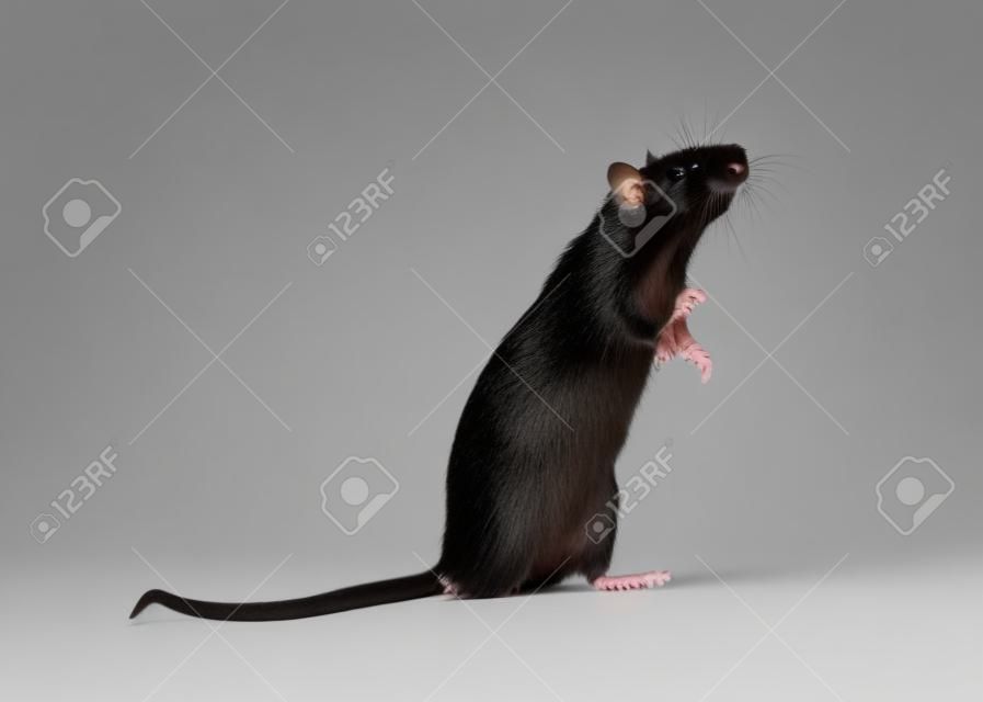 Portrait d'un rat noir debout sur un fond blanc