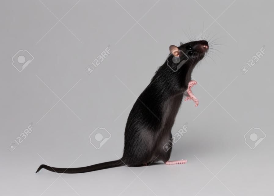 Portrait d'un rat noir debout sur un fond blanc