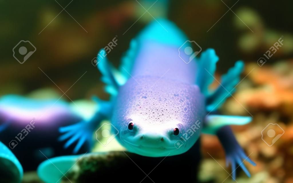 portrait of a funny axolotl in an aquarium