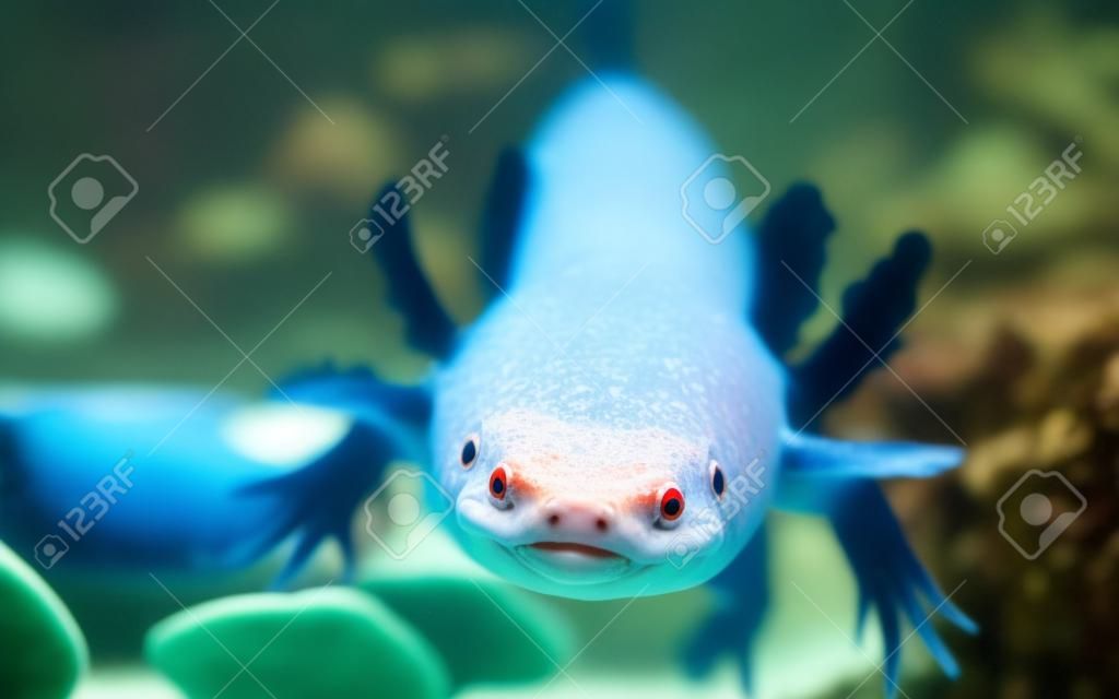 portrait of a funny axolotl in an aquarium