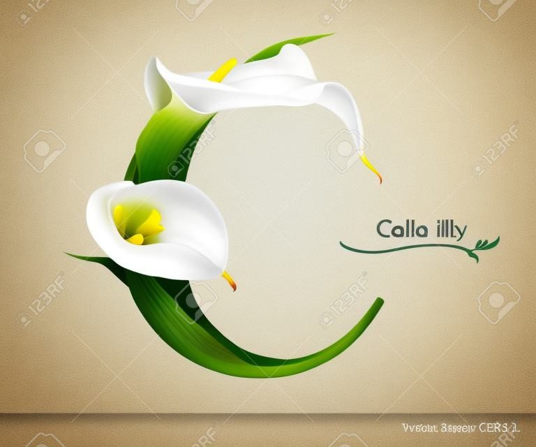Буква C вектор алфавит с Калла цветок лилии. ABC типа концепции в качестве логотипа. дизайн Книгопечатание