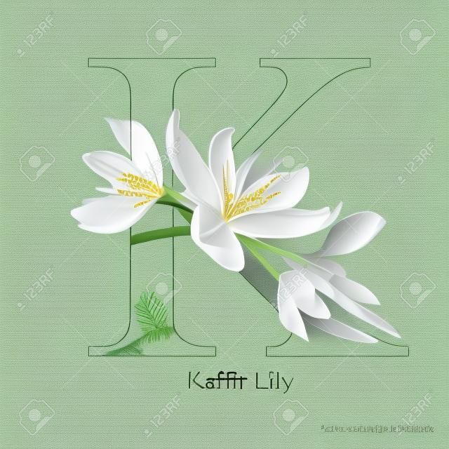 Letra K del vector alfabeto con la flor del lirio del cafre. ABC tipo de concepto. El diseño de la tipografía