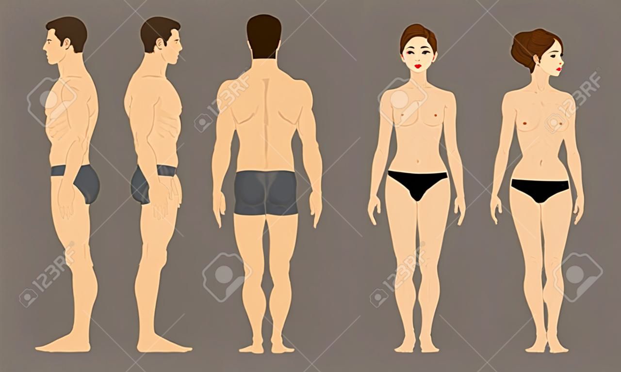 Anatomia masculina e feminina. Vistas frontal, traseira e lateral