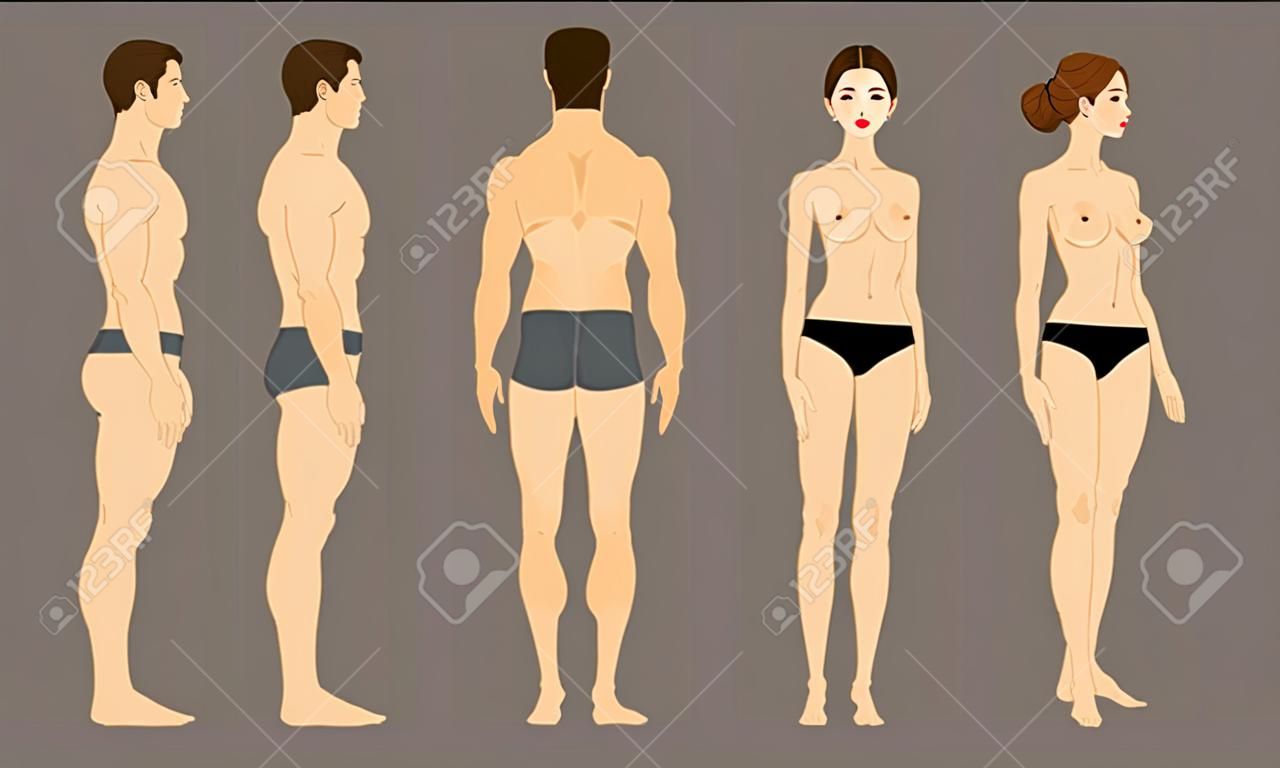 Anatomia masculina e feminina. Vistas frontal, traseira e lateral