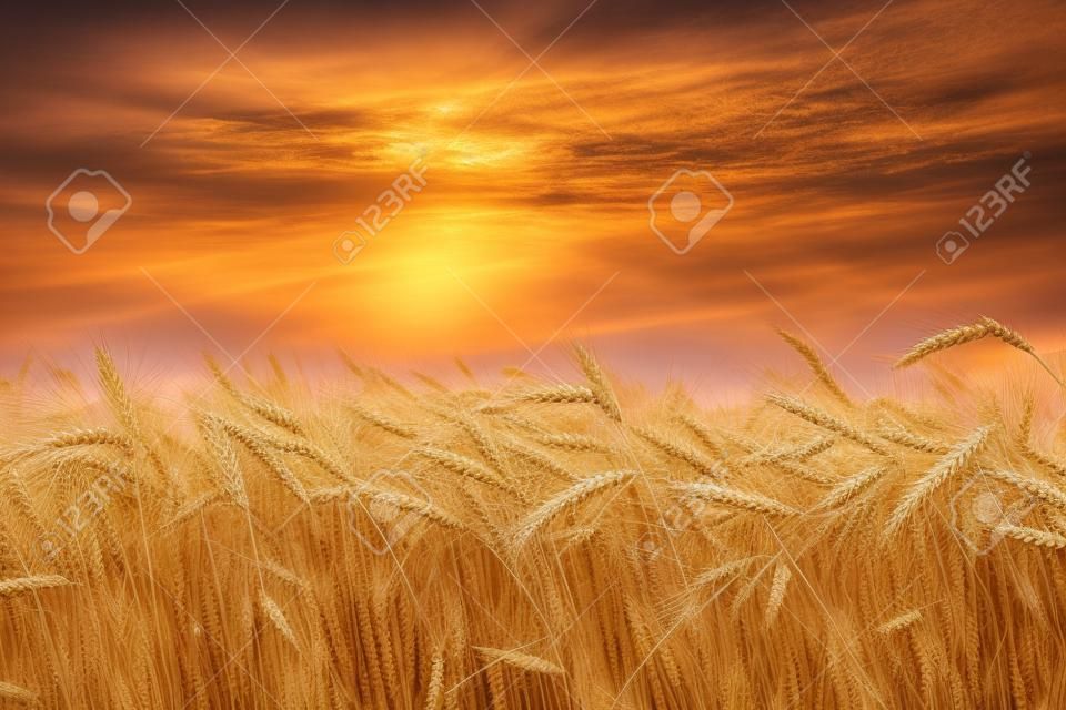 成熟的小麥在日落。景觀。