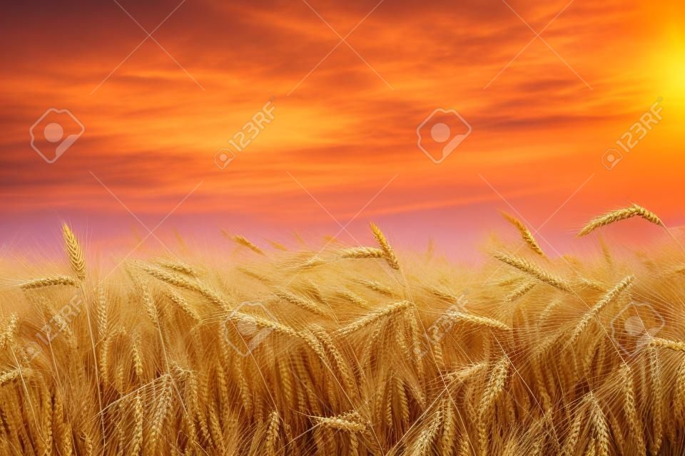 成熟的小麥在日落。景觀。