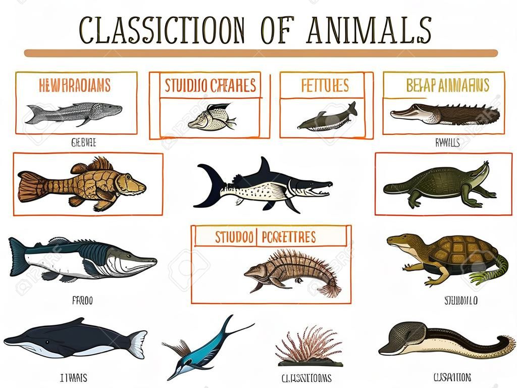 Классификация Животных. Рептилии, Земноводные, Млекопитающие, Птицы.  Крокодил Рыба Медведь Тигр Кит Змея Лягушка. Схема Образования Биологии.  Гравировка Рисованной Старый Старинный Эскиз. Таблица Диких Существ.  Клипарты, SVG, векторы, и Набор ...