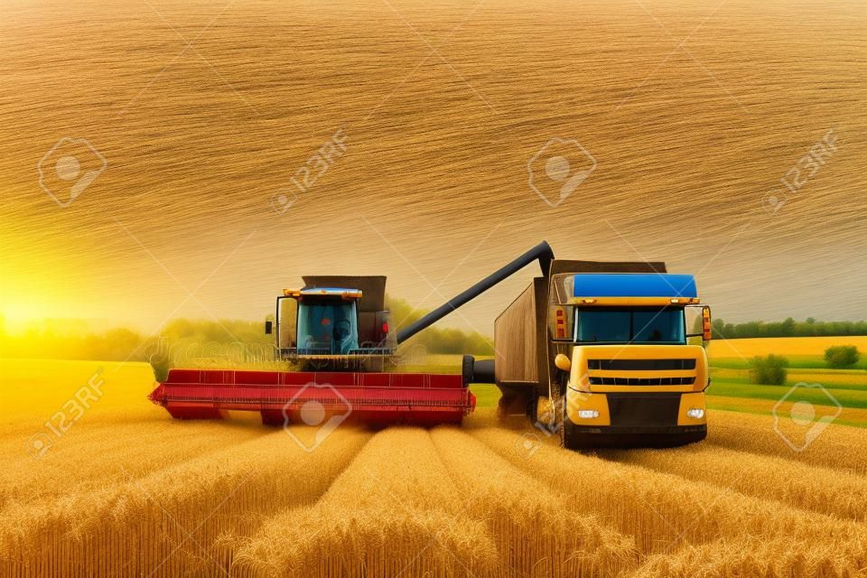 Overloading grain from the combine harvesters into a grain truck in the field. Harvester unloder pouring just harvested wheat into grain box body. Farmers at work. Agriculture harvesting season theme.