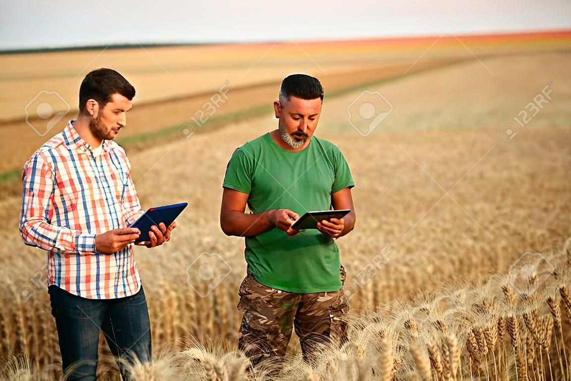 Due agricoltori stanno in un campo di stoppie di grano, discutono del raccolto, dei raccolti. L'agronomo senior con tablet pc touch insegna al giovane collaboratore. Tecnologia innovativa. Agricoltura di precisione con gestione dati online soft.