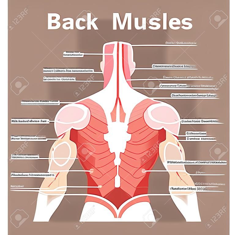 Musculature humaine