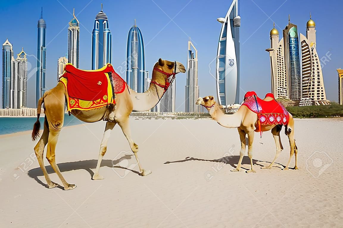 Camel on Beach in Dubai at the urban background, United Arab Emirates