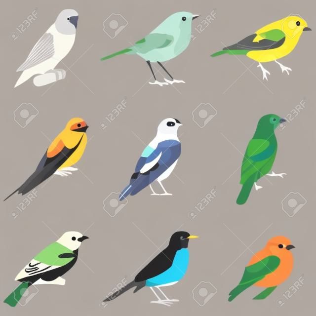 Una ilustración vectorial de diferentes tipos de pájaros