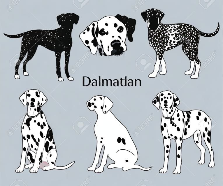 Dalmatian set. Collection of pedigree dogs. Black white illustration of a dalmatian dog. Vector drawing of a pet. Tattoo.