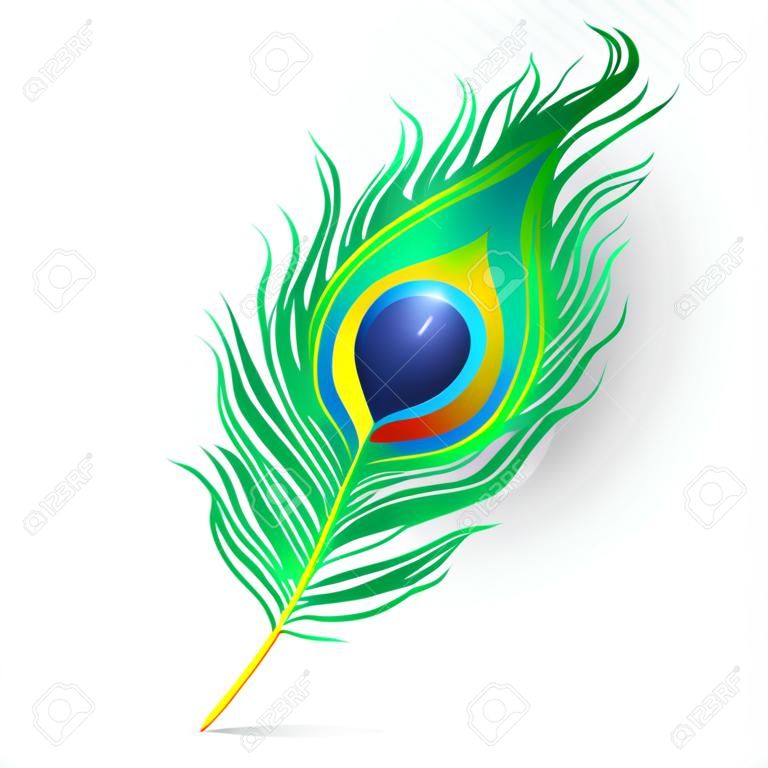 Realistic beautiful peacock feather illustration on Transparent png background.