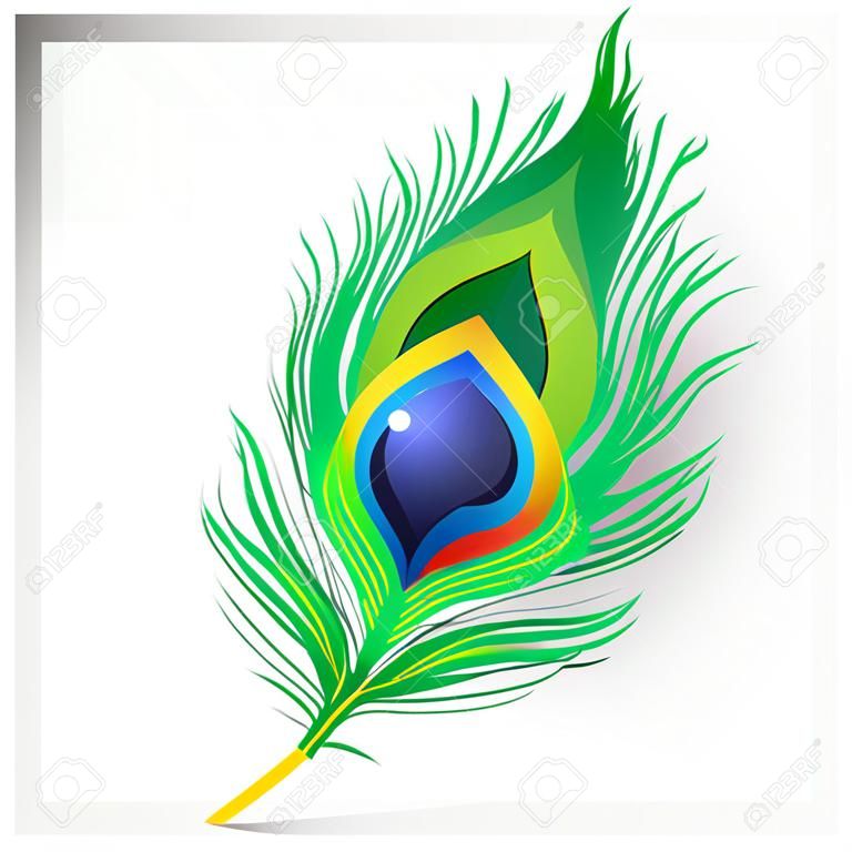 Realistic beautiful peacock feather illustration on Transparent png background.