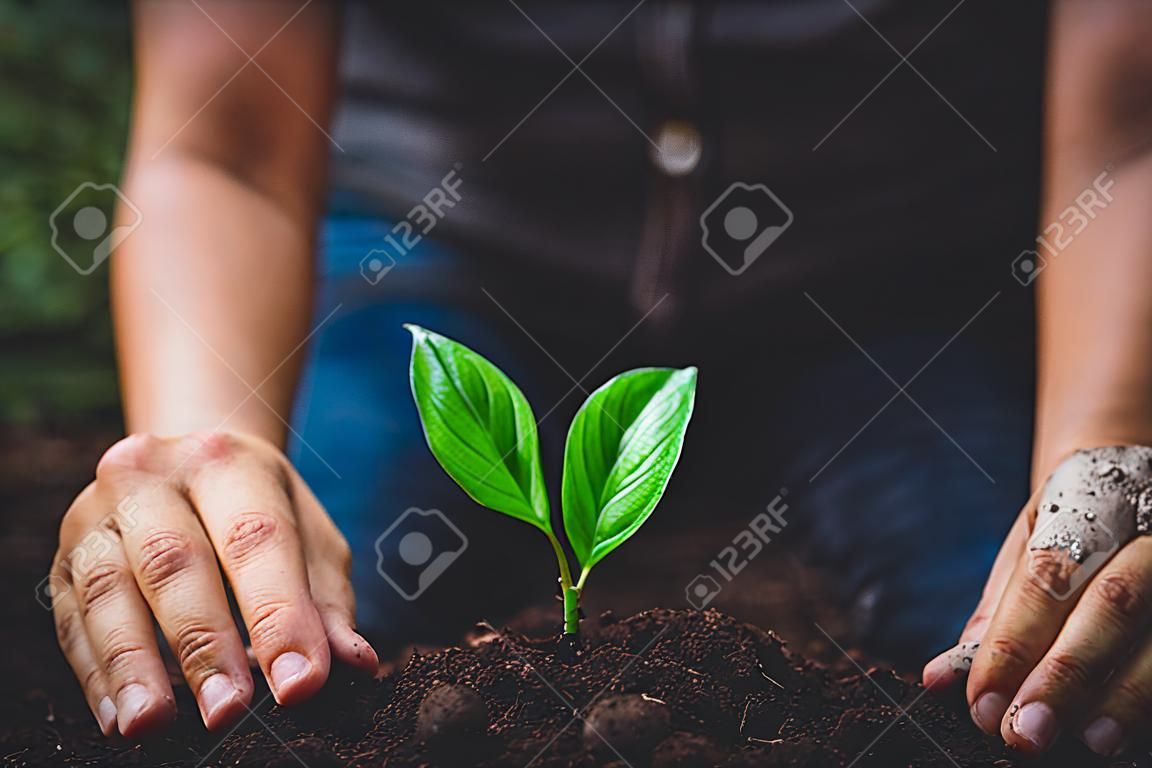 Beautiful nature,green bokeh,Plant tree in neutral background Close-Up Of Fresh Green Plant,Young hand
