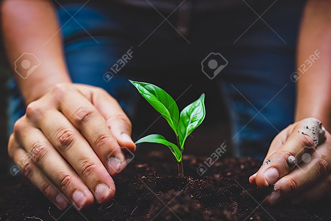Beautiful nature,green bokeh,Plant tree in neutral background Close-Up Of Fresh Green Plant,Young hand