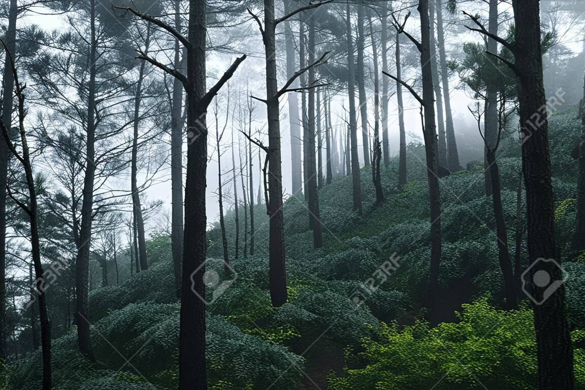Pine in the rainy season And fog