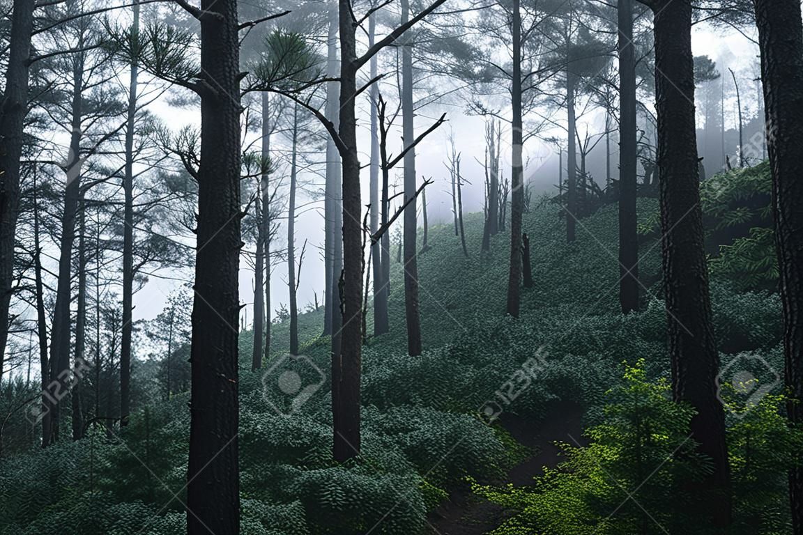 Pine in the rainy season And fog