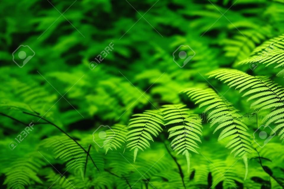 Close-Up Of  Dark green leaves Fern in the Asian forest background