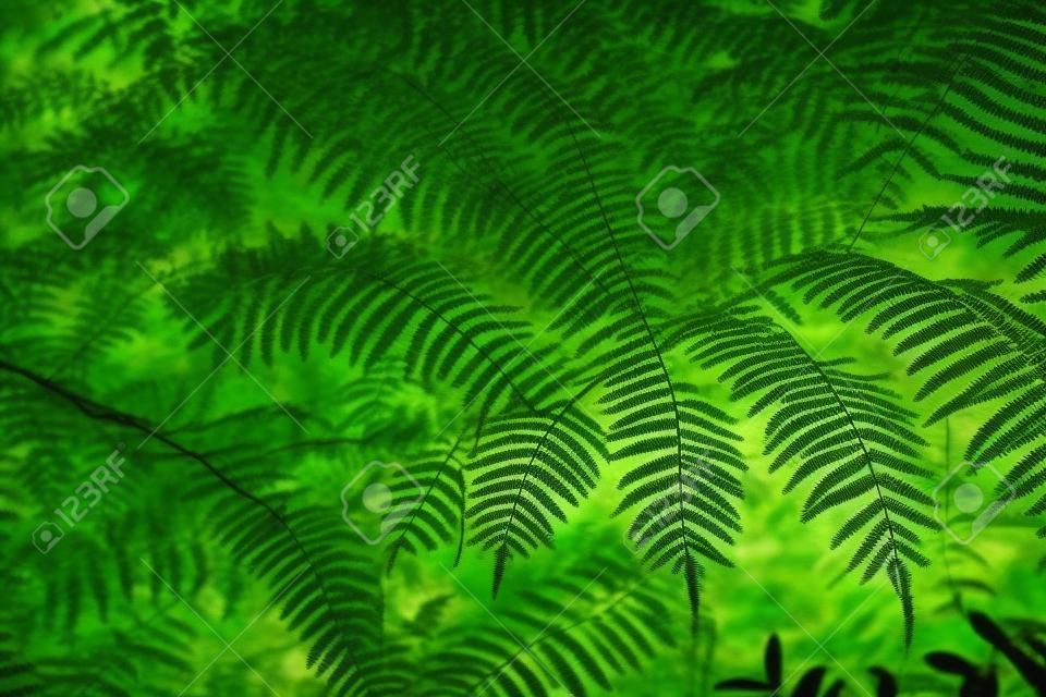 Primo piano di foglie verde scuro Felce sullo sfondo della foresta asiatica
