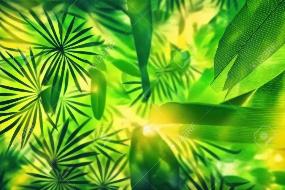 tropical leaves and trees background,leaves in nature