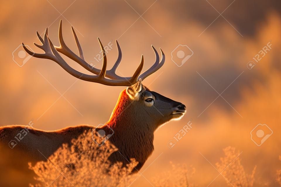 Red Deer в Morning Sun