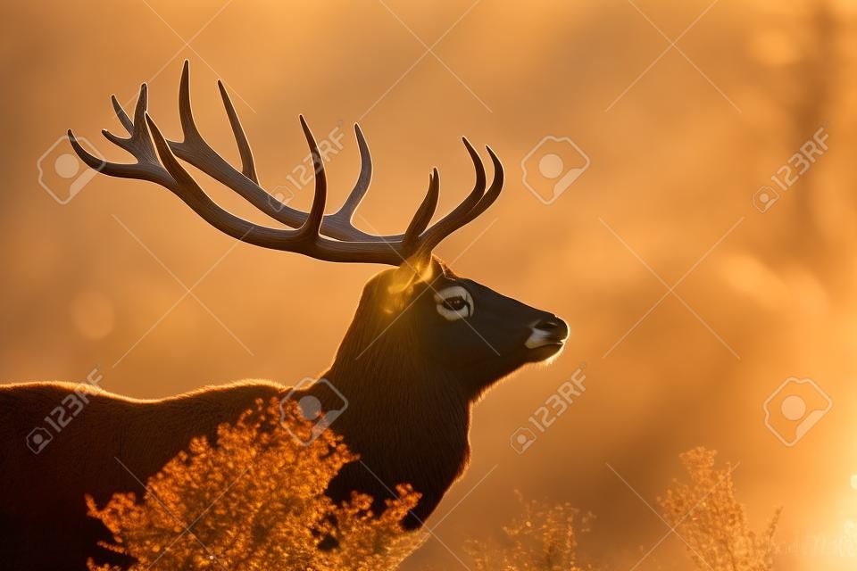 Red Deer в Morning Sun