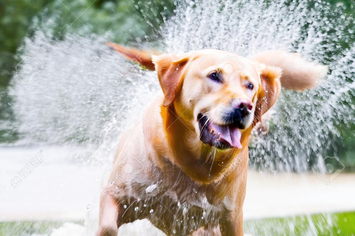Labrador Secouer l'eau hors de son corps