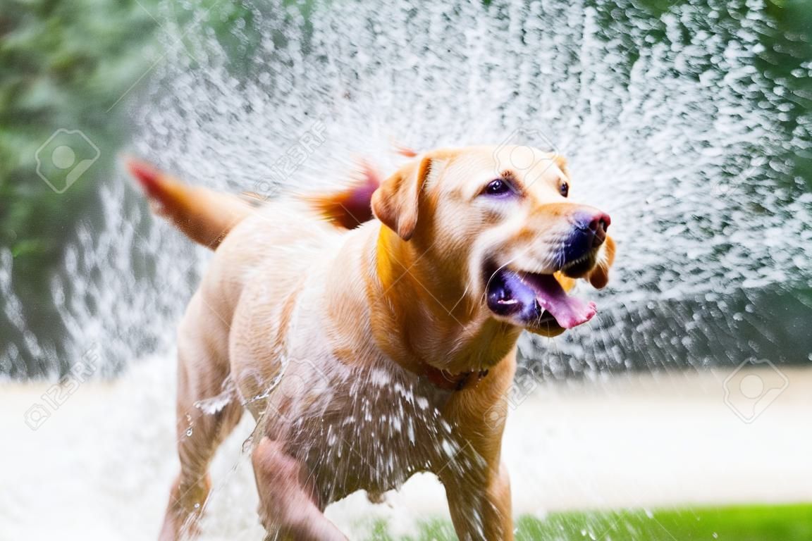 Labrador que agita a água fora de seu corpo