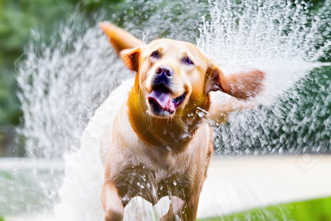 Labrador que agita a água fora de seu corpo