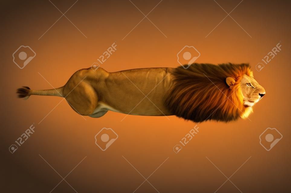 Lion wild beast with big mane, top view. 3D rendering