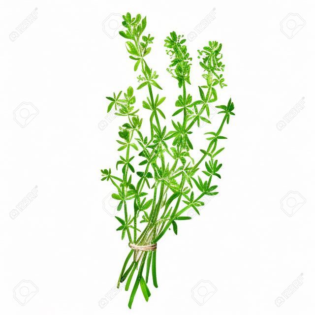 Desenho botânico de um tomilho. Aquarela bela ilustração de ervas culinárias usadas para cozinhar e enfeitar. Isolado no fundo branco