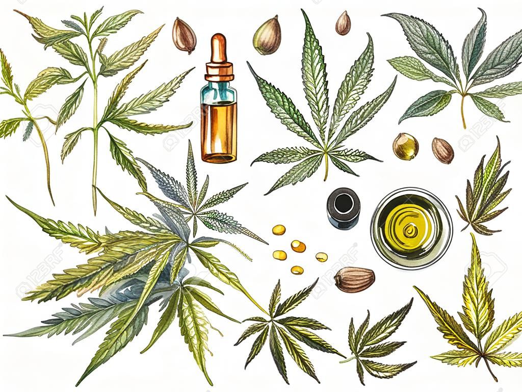 CBD oil hemp products. Watercolor illustration on white background