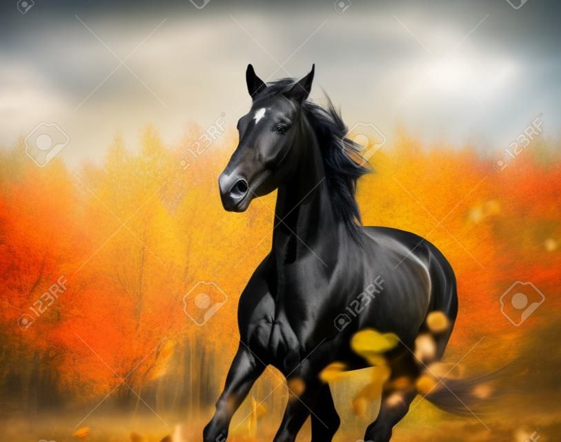 Retrato de caballo negro galopando en el fondo de naturaleza otoño