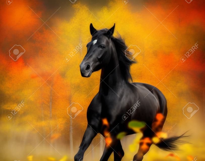 Portret czarnego konia galopującego na jesiennym tle przyrody