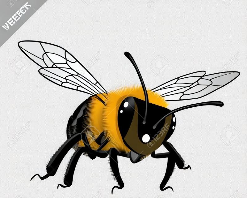 Vektoros illusztráció a méh fehér alapon