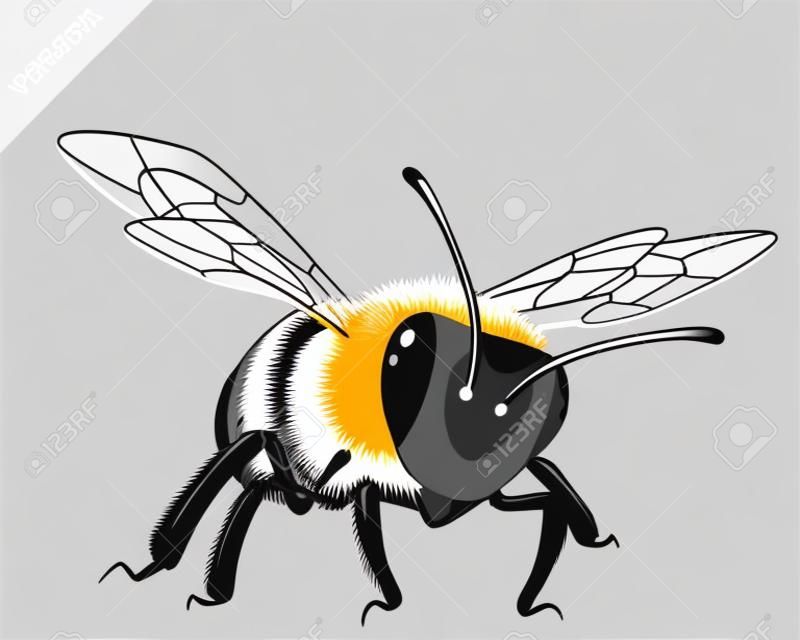 Vektoros illusztráció a méh fehér alapon