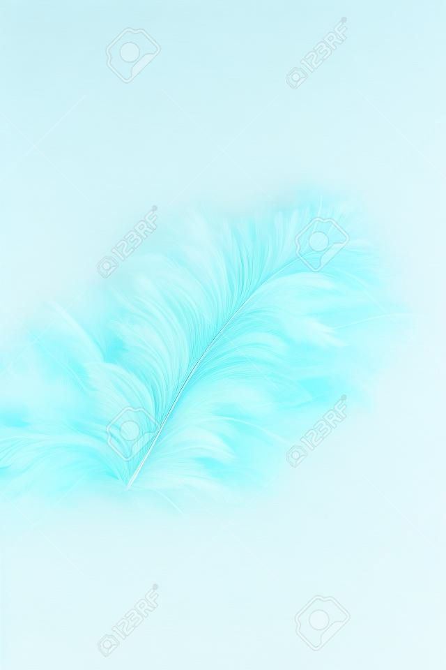 Belles plumes blanches et bleues de couleur abstraite isolées sur le motif de fond blanc et le papier peint